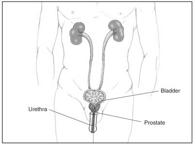 Male Reproductive Anatomy